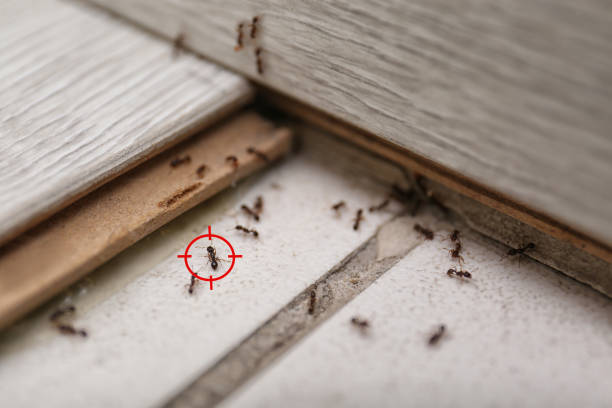 Best Wildlife Control Services  in Glenwood, MN
