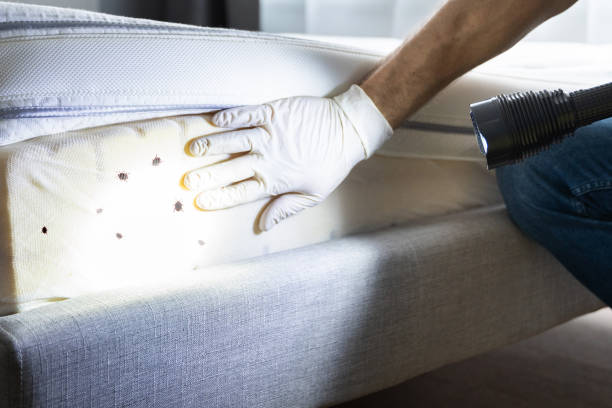 Best Cockroach Control Services  in Glenwood, MN