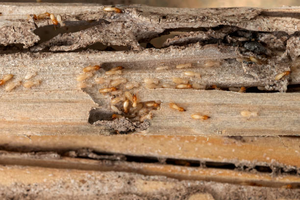 Best Termite Control Services  in Glenwood, MN