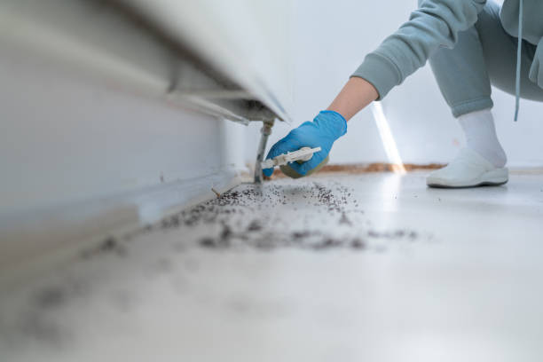 Best Local Pest Control Services  in Glenwood, MN